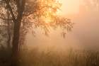 Foggy sunrise, Oldham County, Kentucky Art Print